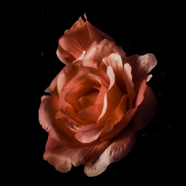 Rosa finta 