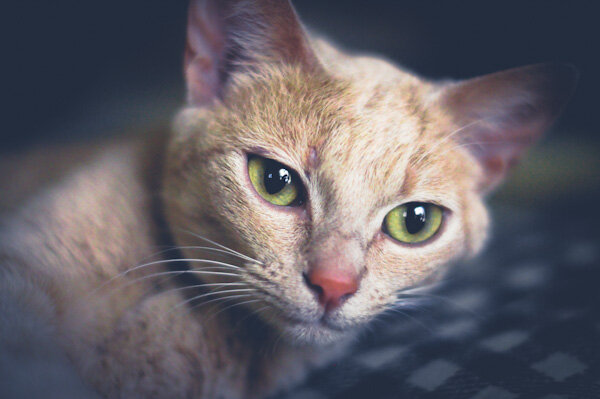 Image of a cat