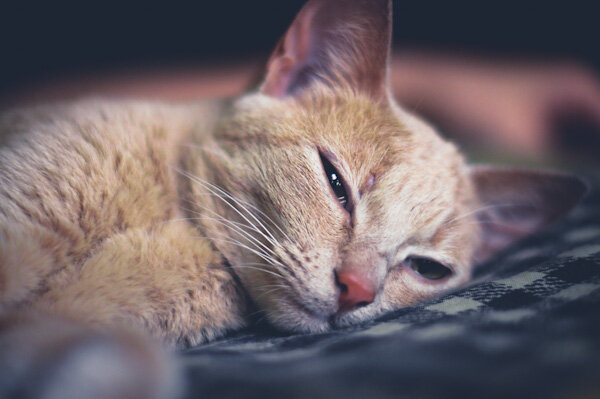 Image of a cat