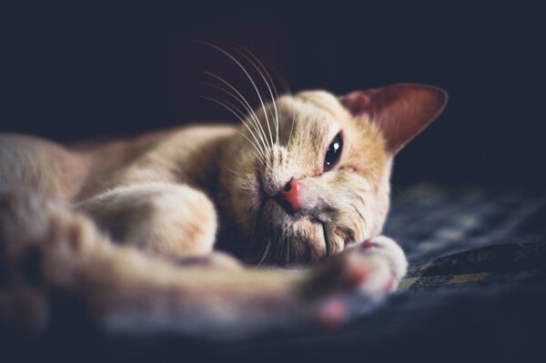 Image of a cat