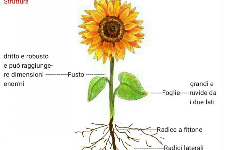 Girasole