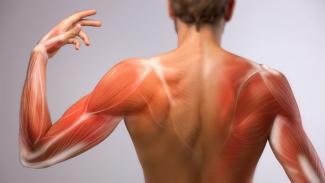 immagine relativa al sistema muscolare