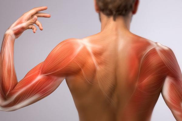 immagine relativa al sistema muscolare